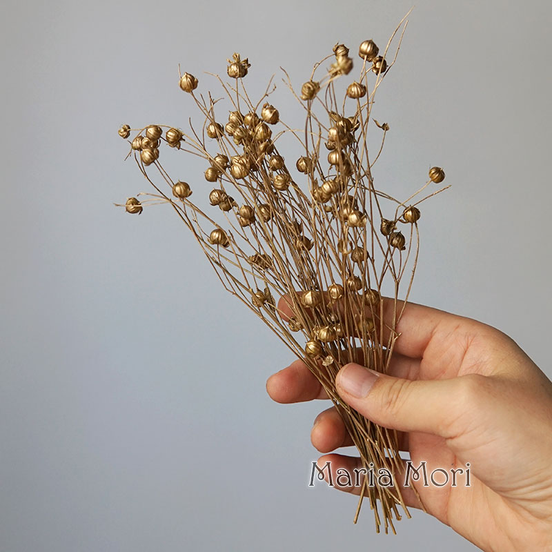 5g Preserved Flax Bean Natural - Candle Making Activity 리뷰 및 가격